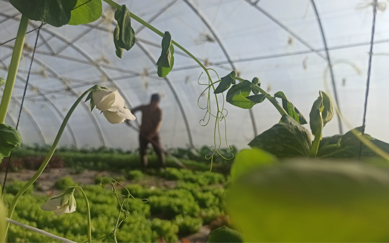 Productor agrícola trabajando en un invernadero dentro de la biorregión del Eo, imagen que ilustra el proyecto agroecológico Eo Alimenta.