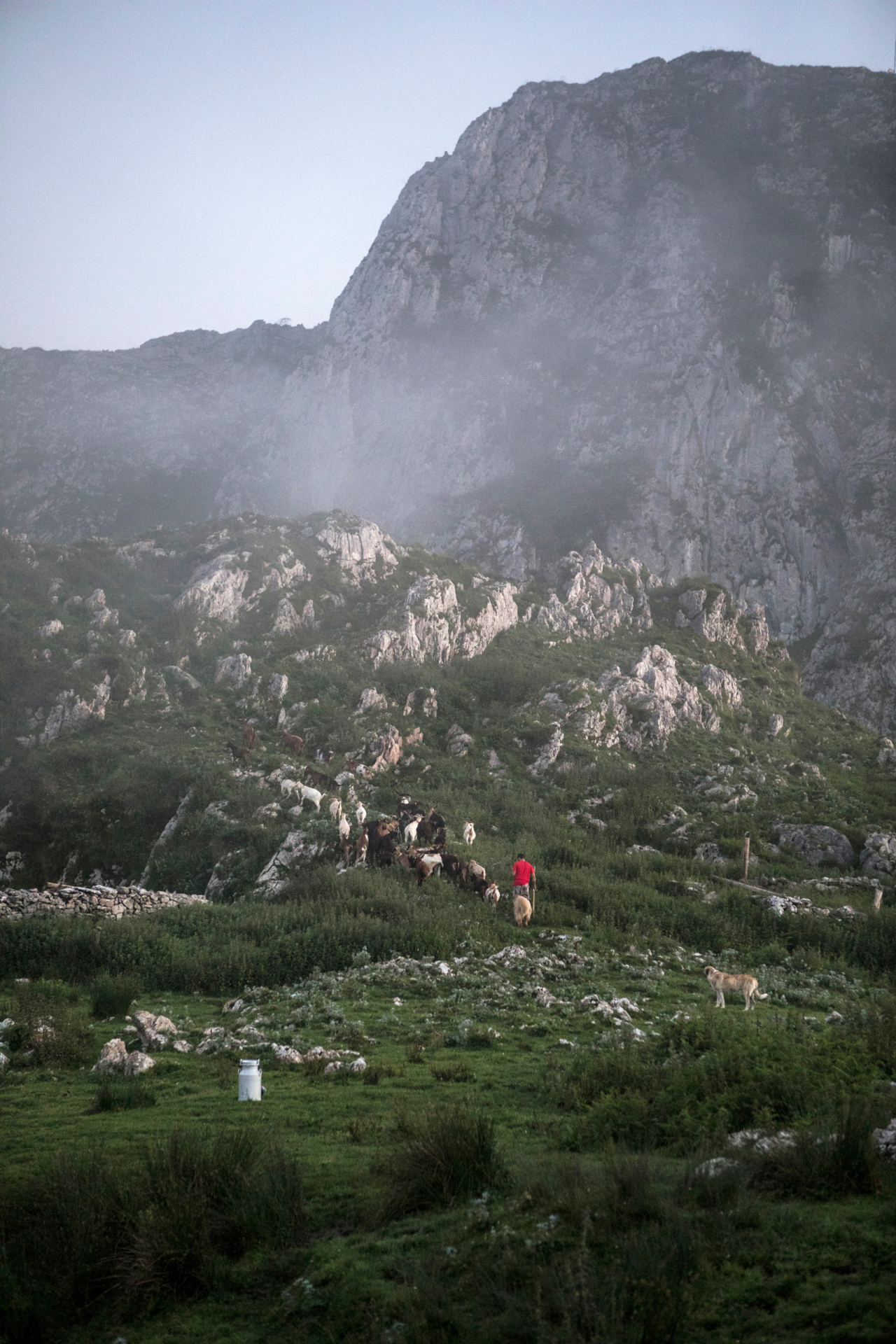 Ganadero y rebaño en entorno de montaña de los Picos de Europa, proyecto New Curriculum.