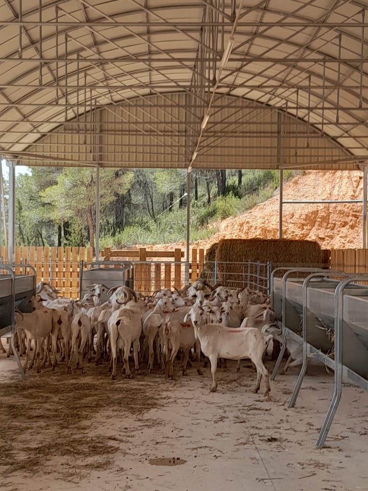 Rebaño de cabras catalanas en el Espacio Test Agrario de Gandesa