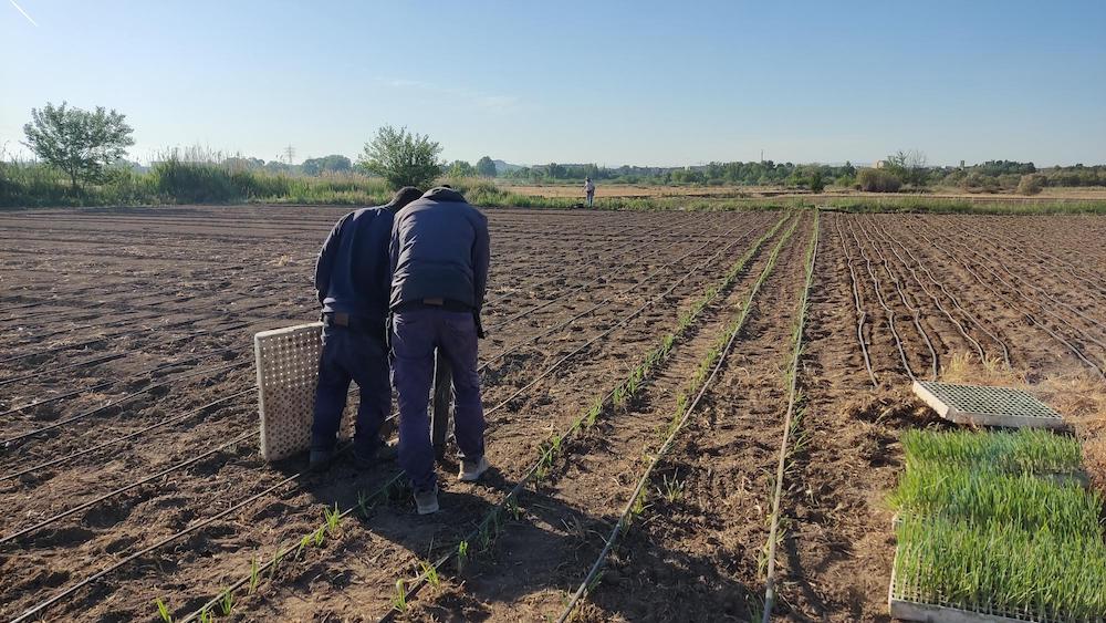 Personas trabajando en cultivo ecológico en el Espai Test Agrari de Ponent en la Horta de Lleida