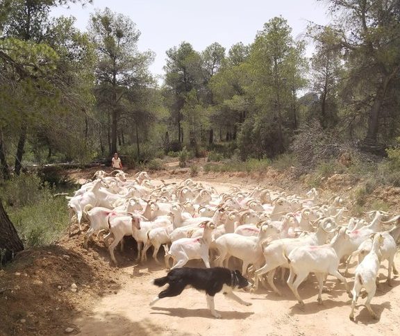 Rebaño de cabra catalana en Gandesa