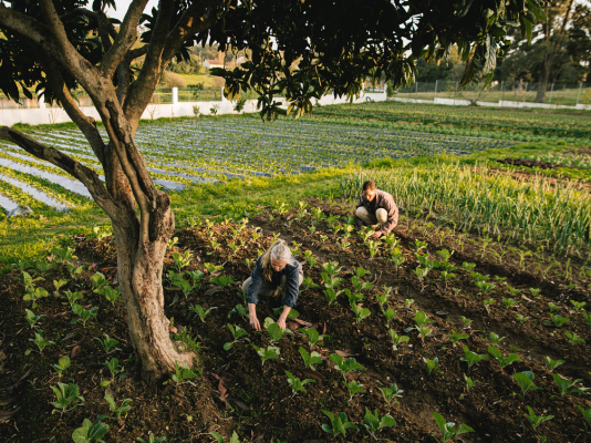 Convocatoria Tiina 2026